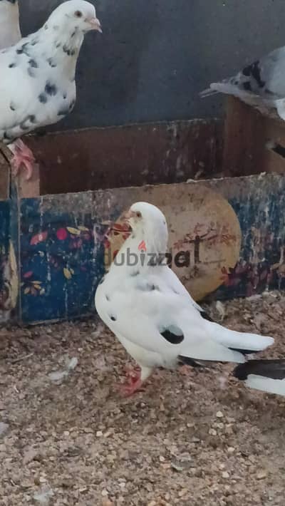 مجموعه حمام   فرنساوي على مودينا على جمعية