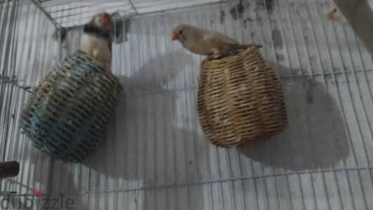 أزواج زيبرا
