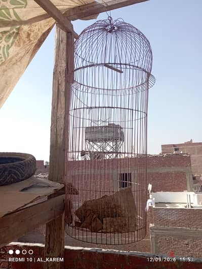 قفص ببغاء . . حجم كبير