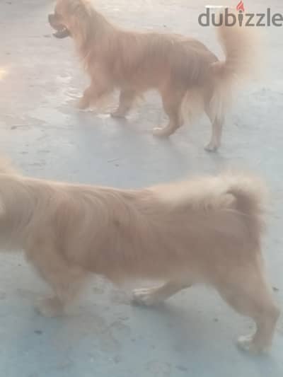 بيكنوا