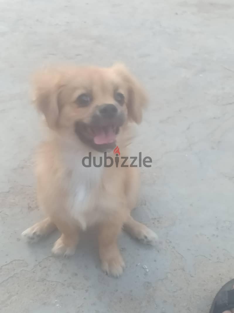 بيكنوا 1
