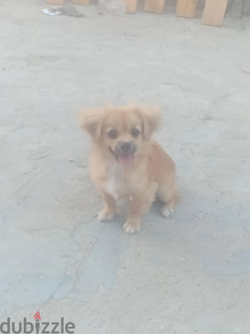 بيكنوا 2