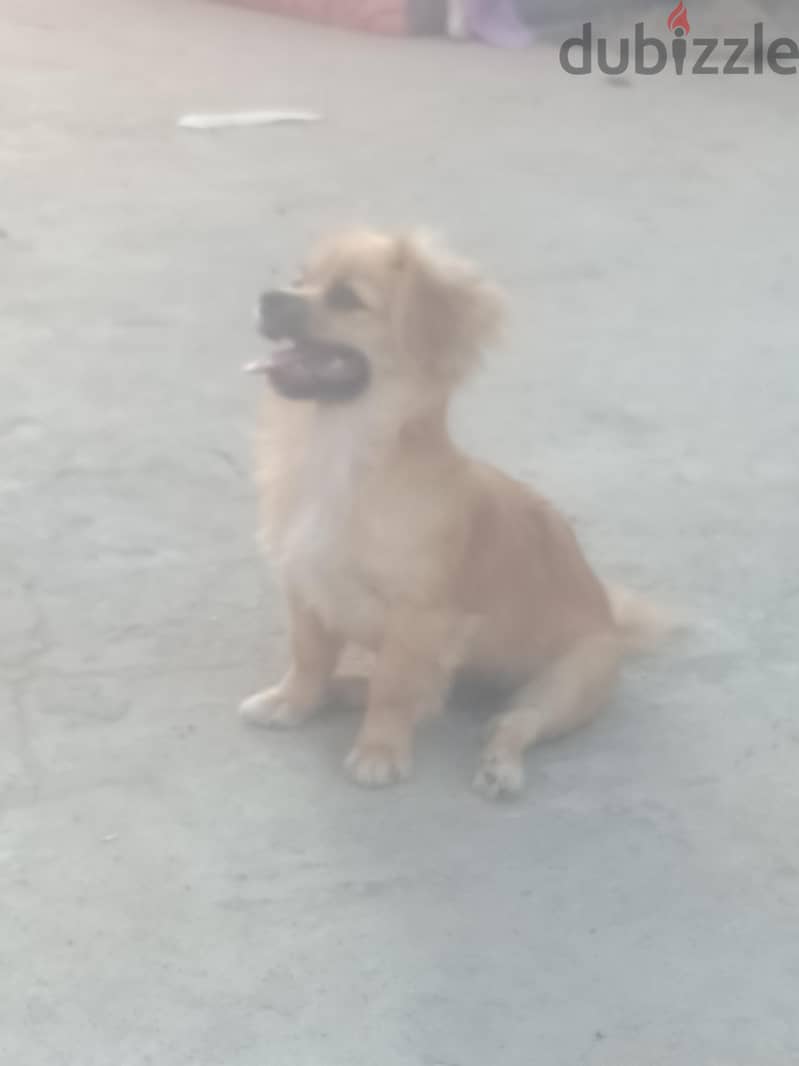 بيكنوا 3