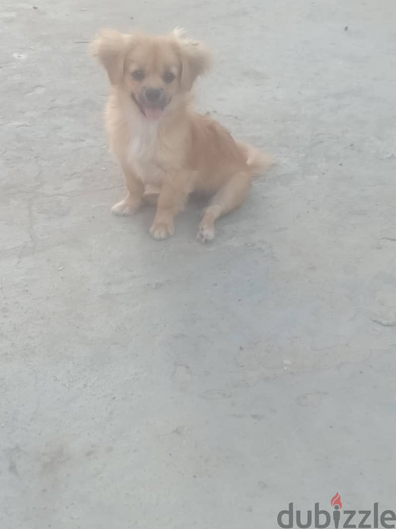 بيكنوا 4