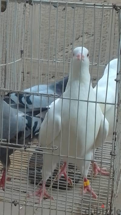 هوجن هوجن