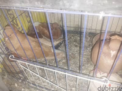 قص حلبيات كول بعياله