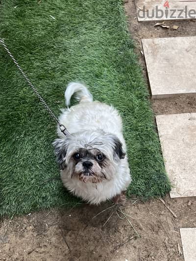 shish tzu
