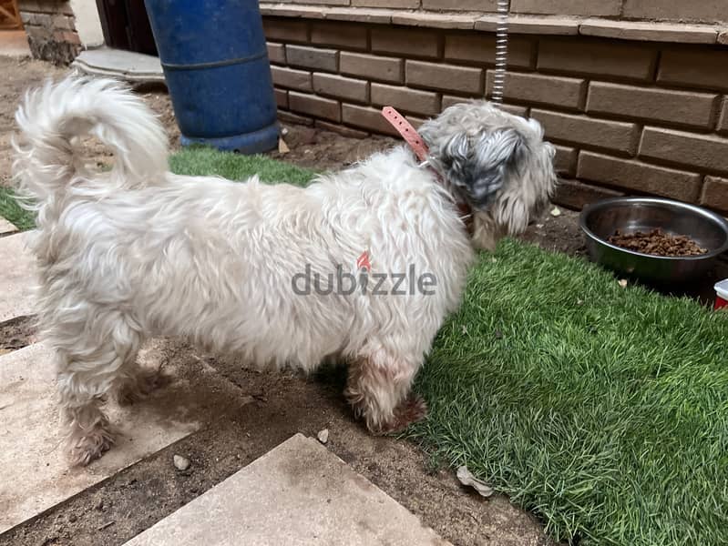 shish tzu 1