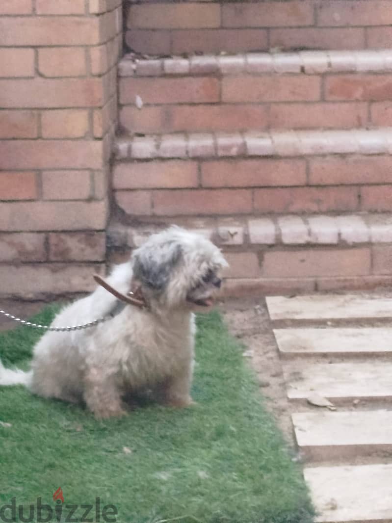 shish tzu 2