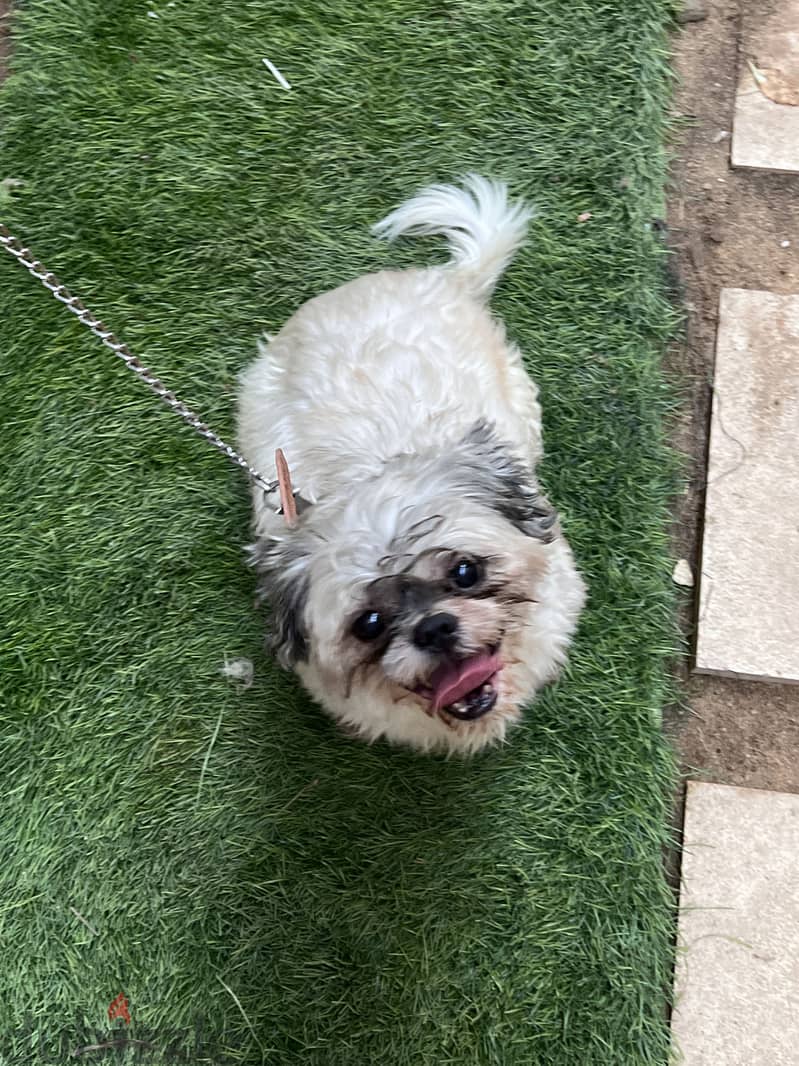 shish tzu 3