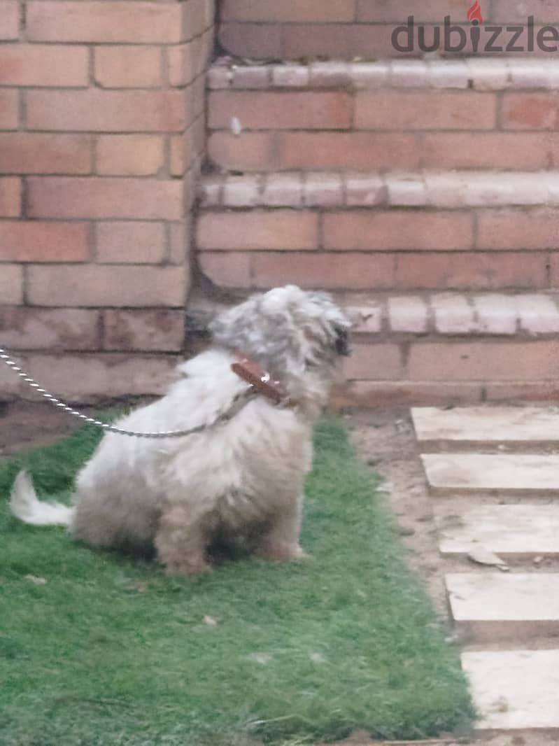 shish tzu 4