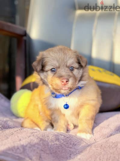 Mini Havanese ميني هافانيز