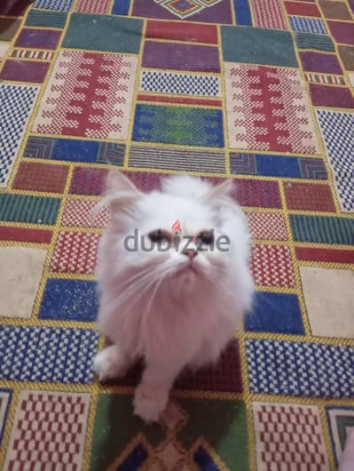 قطه بنت بيرشن
