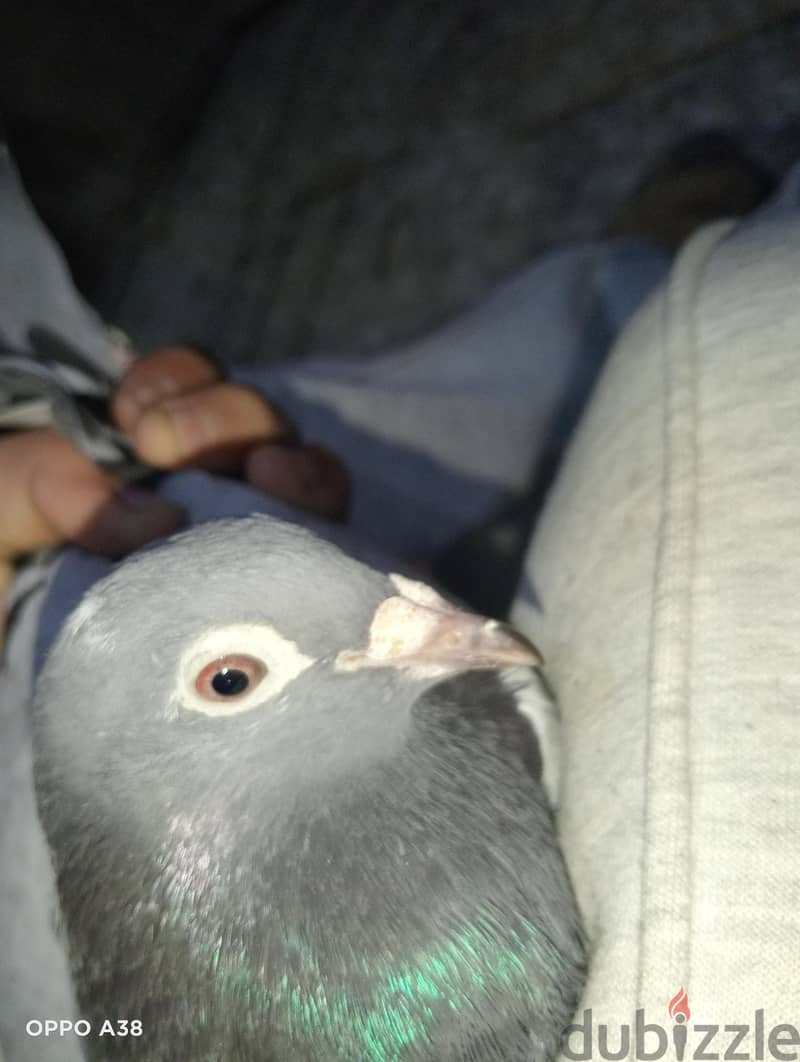 زاجل . 1