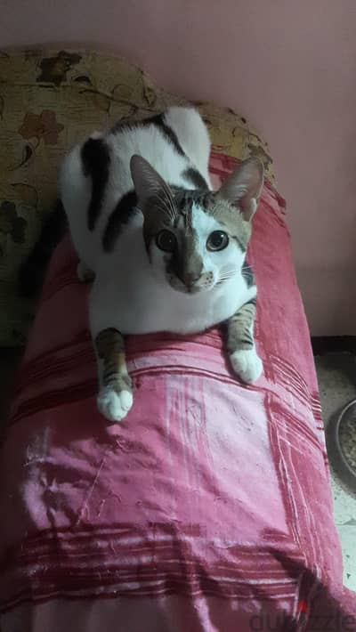 قطط تبني