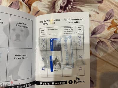 قط شيرازي