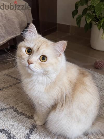 Loka for adoption