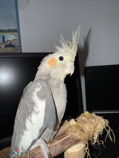 Trained cockatiel
