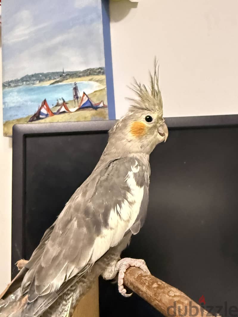 Trained cockatiel 1