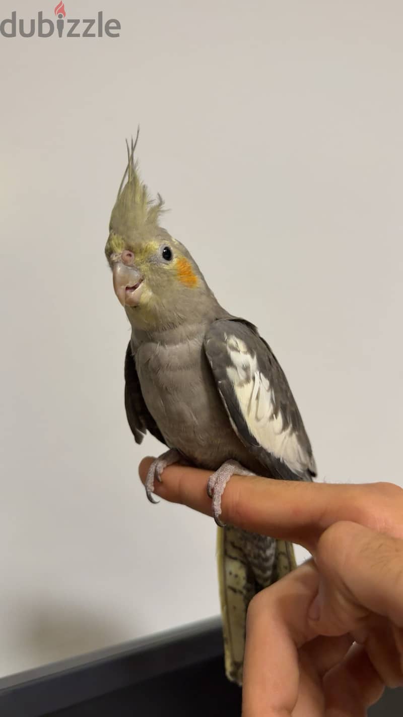 Trained cockatiel 2