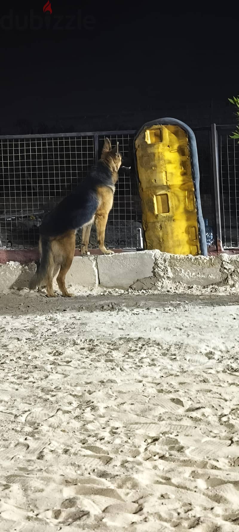 classic german shepherd king size 1