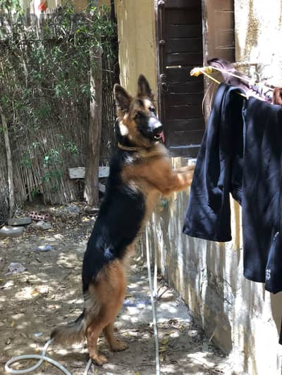 classic german shepherd