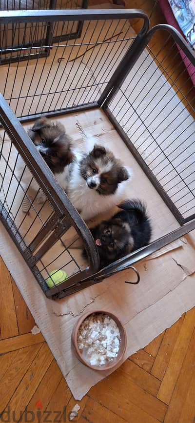 Pomeranian Puppy