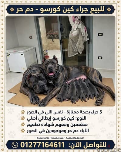كلب كبن كرسو اصلى