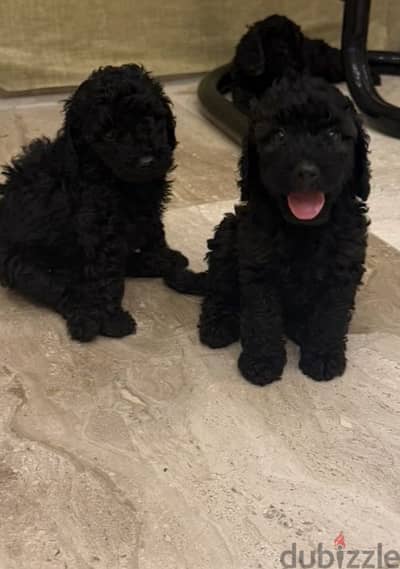 جراوي توي بودل (Toy Poodle) أصول مستوردة