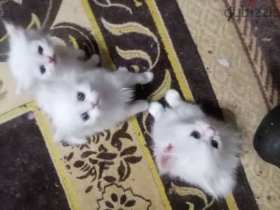 أكتوبر حي ١١ شارع التعاويات للتواصل 01227396888