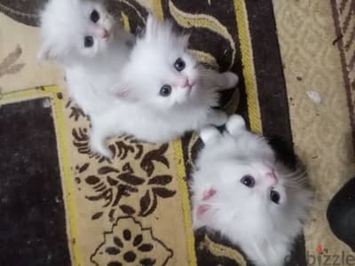 أكتوبر حي ١١ شارع التعاويات للتواصل 01227396888