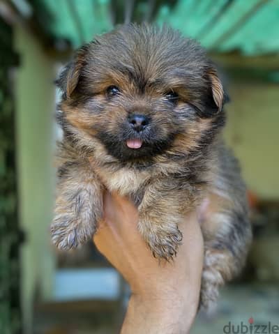 Pomeranian - Yorkshire يورك شاير - بوميرانيان