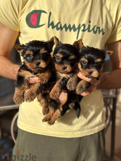 Adorable Yorkshire Terrier puppy