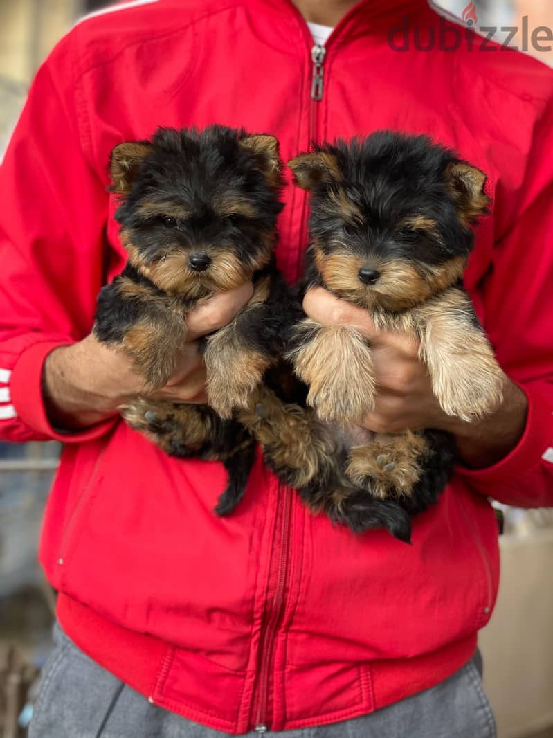 Adorable Yorkshire Terrier puppy 1