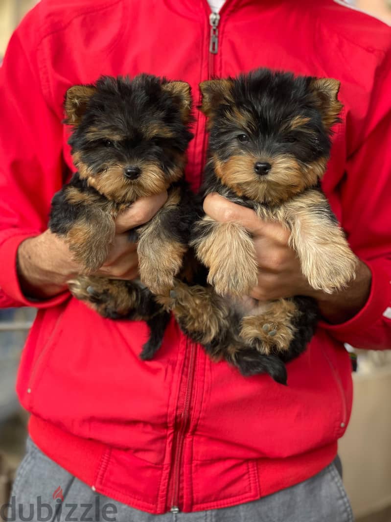 Adorable Yorkshire Terrier puppy 2