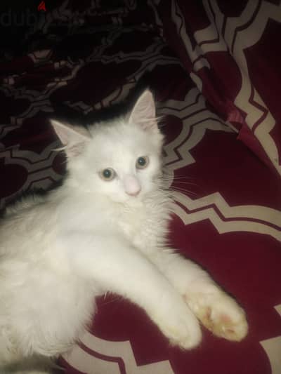 3 month old kitten