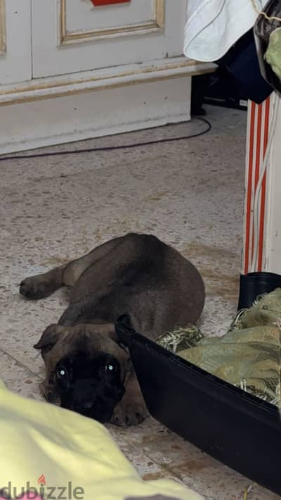 Canecorso black masked fawn