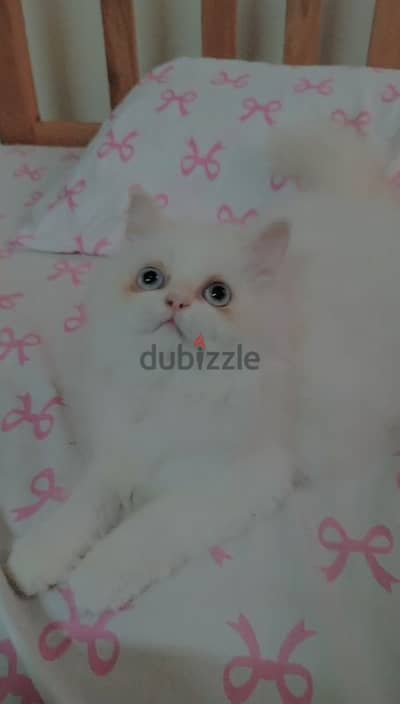 Himalayan Persian Cat
