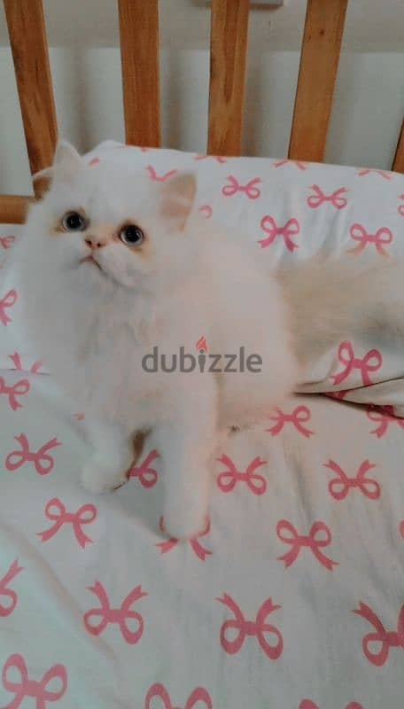 Himalayan Persian Cat 1