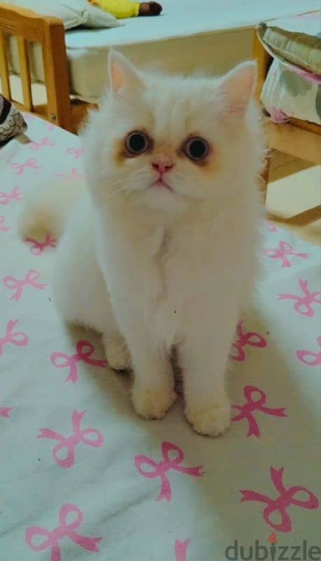 Himalayan Persian Cat 2