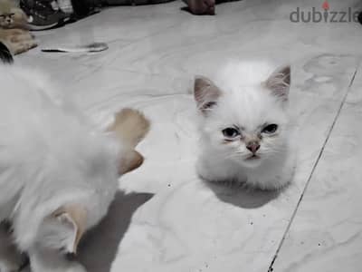 بيع قطط شيرازي أبيض و بيج وبني