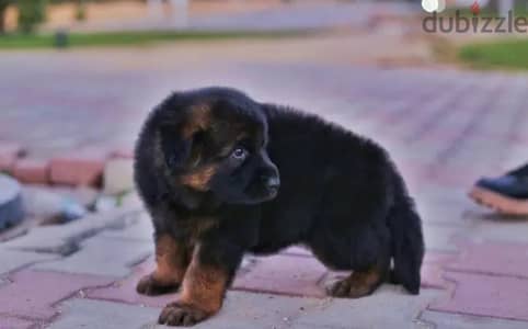 German shepherd