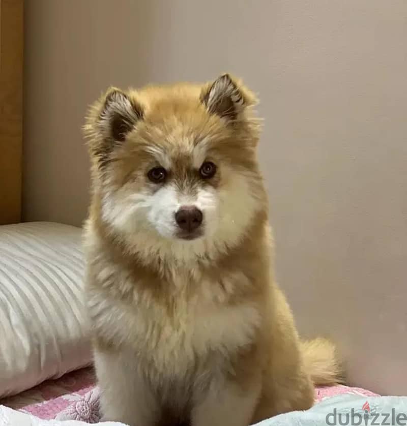 Husky 1