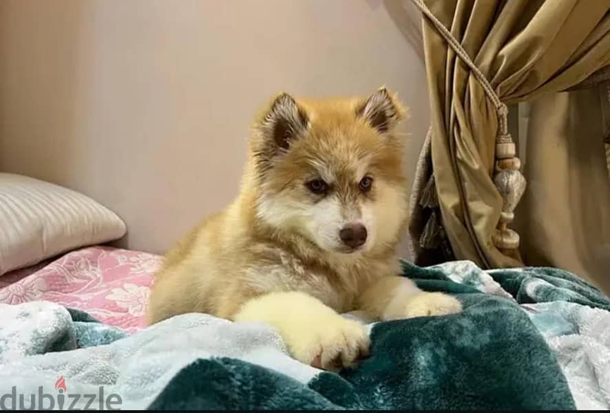 Husky 2