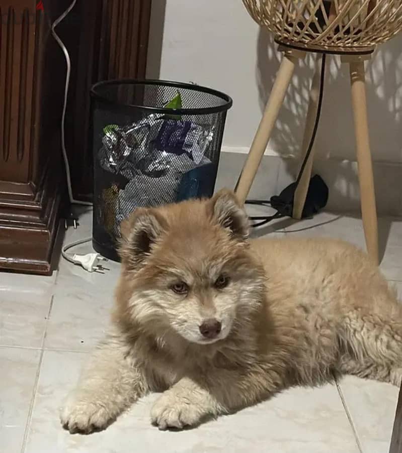 Husky 3
