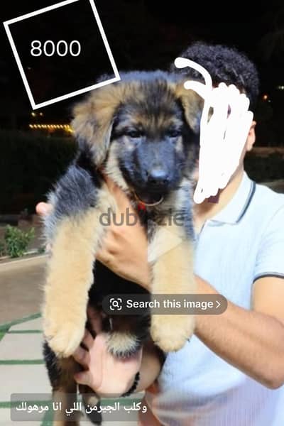 Husky