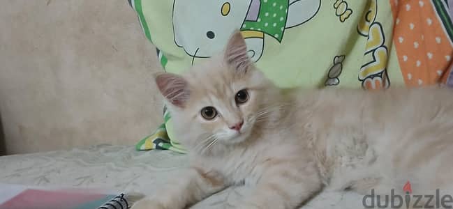 بيع قطه
