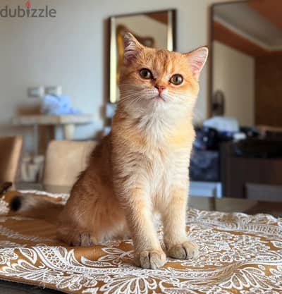 قطط سكوتش ستريت جولد Scottish cat gold Ny12