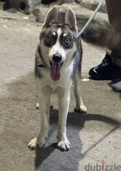 Husky