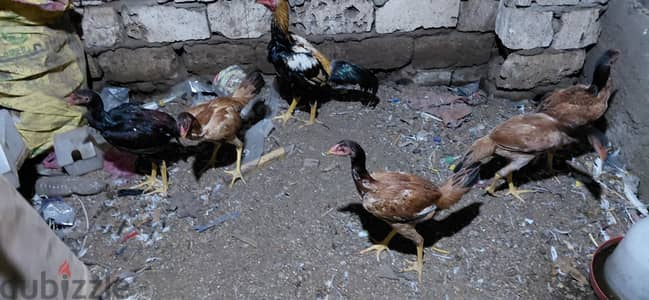 فراخ هندى شبابات على وش شغل قريب أسرة ٤ فراخ وديك من الابطال
